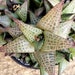 see more listings in the Gasteria/Aloe  section
