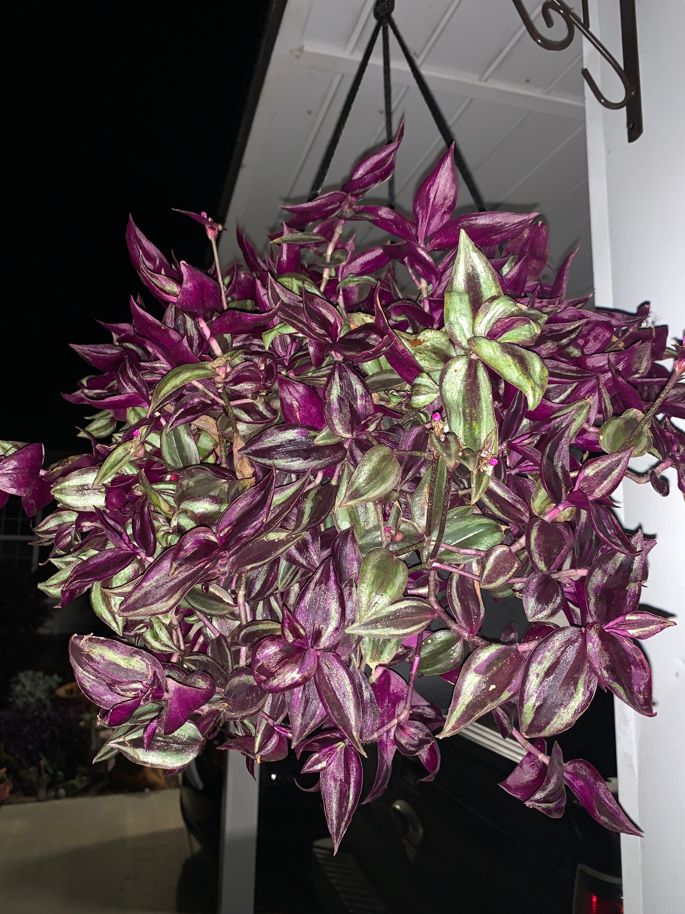 Wandering jewinch plant.wandering dude. Purple Jew