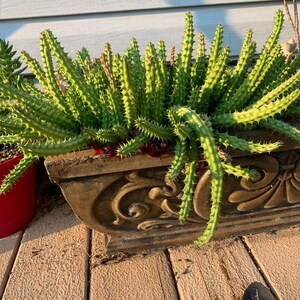 Stapelia hirsuta Cactus Plant ...... Huernia Stapelia. Starfish flower cactus. live succulent cactus imagem 2