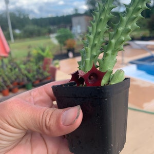 Stapelia hirsuta Cactus Plant ...... Huernia Stapelia. Starfish flower cactus. live succulent cactus imagem 5