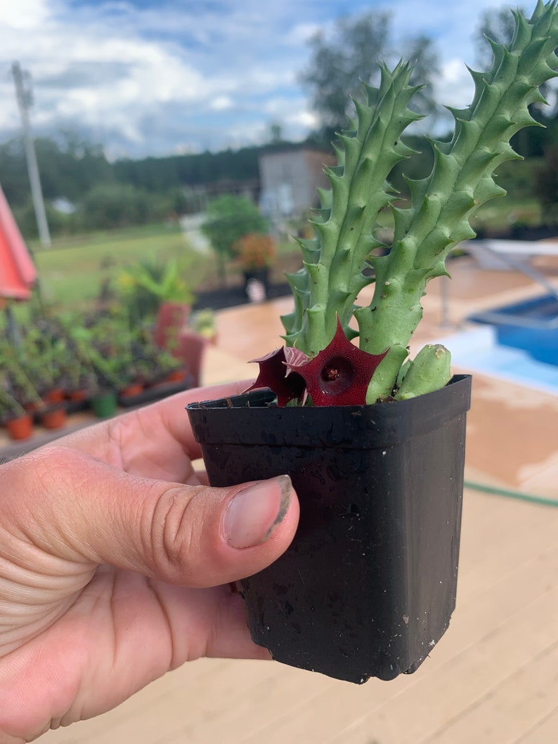 Stapelia hirsuta Cactus Plant ...... Huernia Stapelia. Starfish flower cactus. live succulent cactus image 5