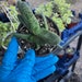 see more listings in the Gasteria/Aloe  section