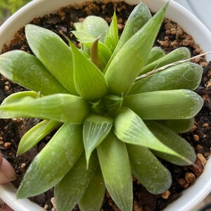 Star Cactus.Haworthia retusa f. geraldii image 1