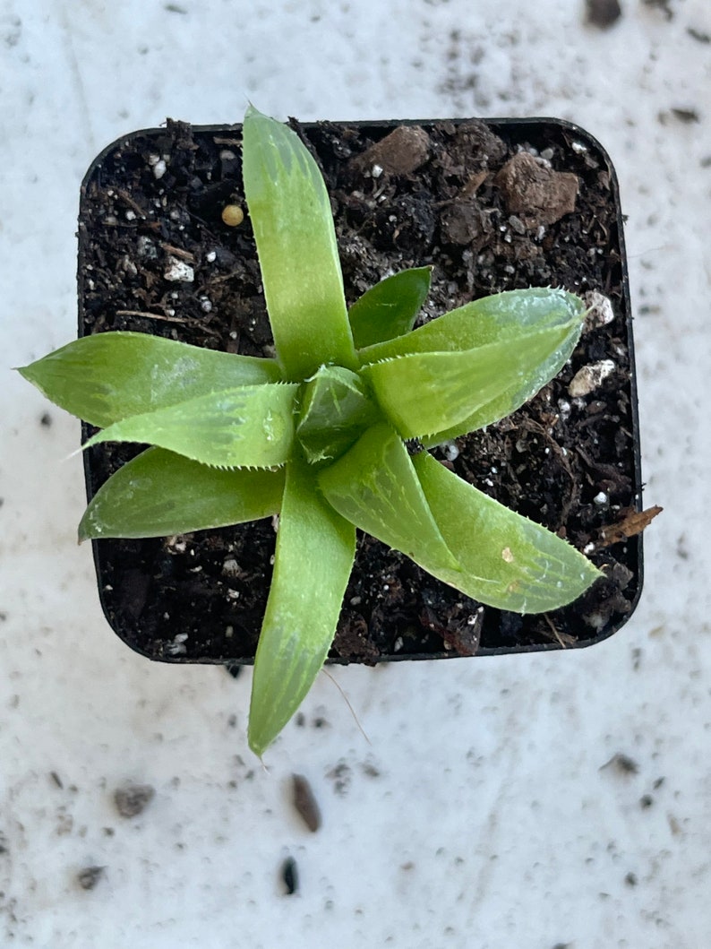 Star Cactus.Haworthia retusa f. geraldii image 3