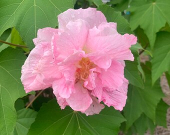 Cotton Rosemallow Etsy