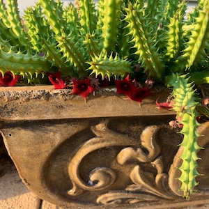 Stapelia hirsuta Cactus Plant ...... Huernia Stapelia. Starfish flower cactus. live succulent cactus imagem 1