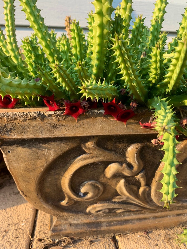 Stapelia hirsuta Cactus Plant ...... Huernia Stapelia. Starfish flower cactus. live succulent cactus imagem 1