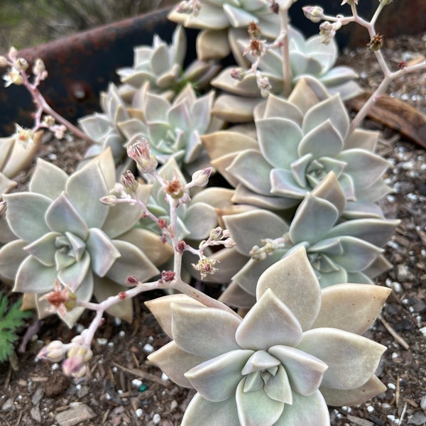 Ghost Plant… Mother of Pearl