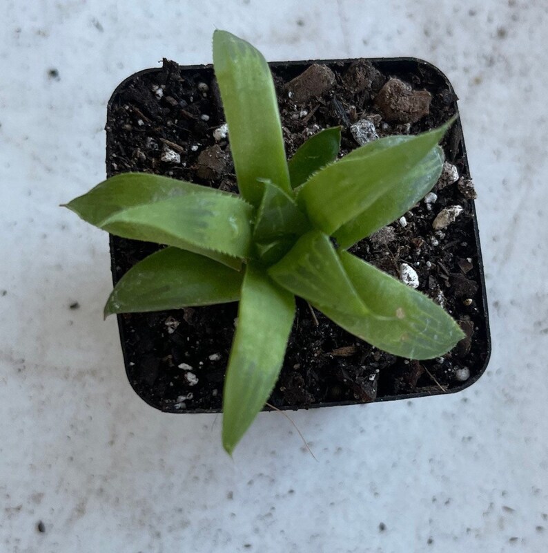 Star Cactus.Haworthia retusa f. geraldii image 4