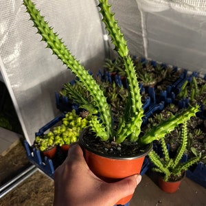 Stapelia hirsuta Cactus Plant ...... Huernia Stapelia. Starfish flower cactus. live succulent cactus imagem 10