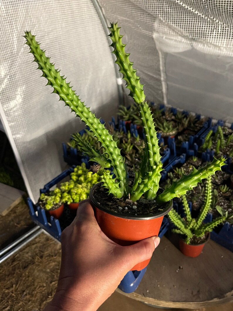 Stapelia hirsuta Cactus Plant ...... Huernia Stapelia. Starfish flower cactus. live succulent cactus imagem 10