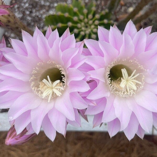 Easter Lily Cactus (Echinopsis eyriesii). live succulent cactus