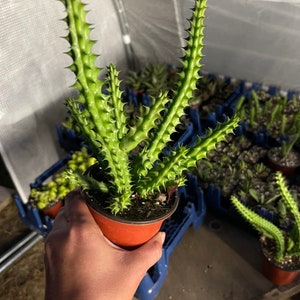 Stapelia hirsuta Cactus Plant ...... Huernia Stapelia. Starfish flower cactus. live succulent cactus 4 inch pot