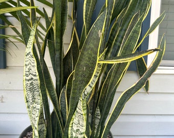 Snake plant. Sansevieria