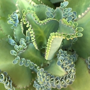 Mother of thousands. live succulent