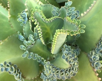 Mother of thousands. live succulent