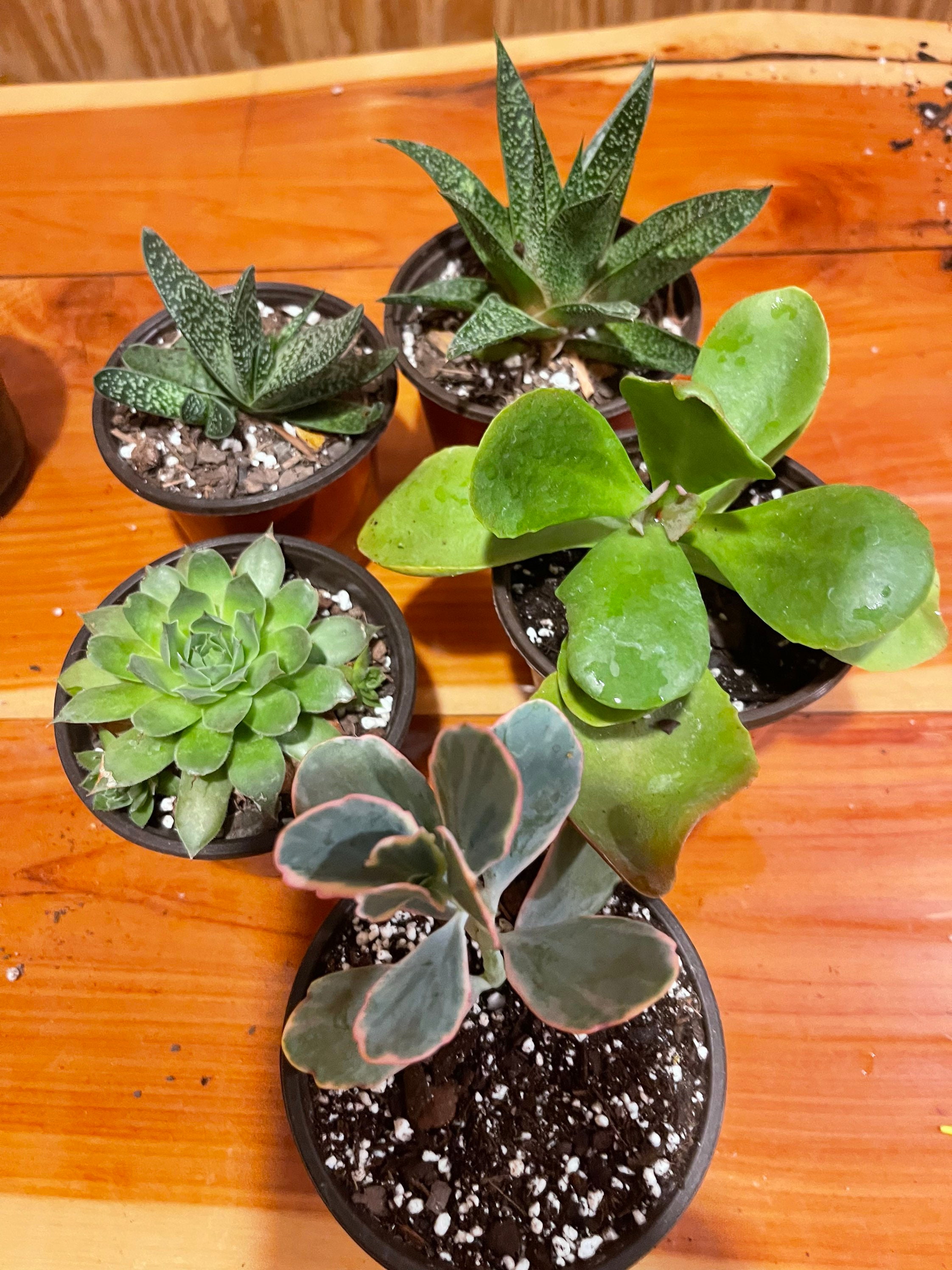 Assorted Succulents 5 Pack Etsy