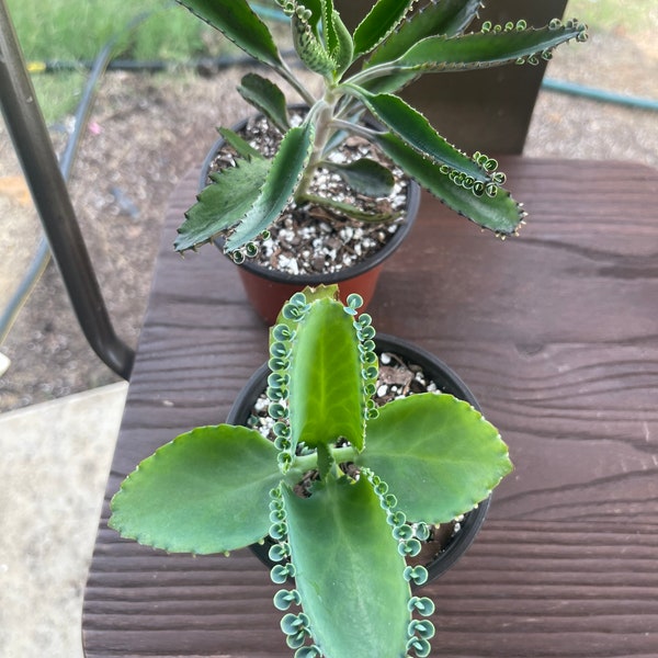 Mother of Hundreds Plants Live Etsy