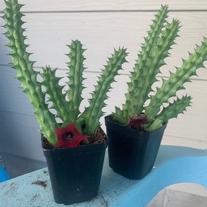 Stapelia hirsuta Cactus Plant ...... Huernia Stapelia. Starfish flower cactus. live succulent cactus 2 inch pot