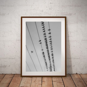 Birds on Wires BW Fine Art Print, Bird Print, Nature Print, Bird Art, Modern Home Decor, Modern Minimalist, Living Room Decor, Office Decor