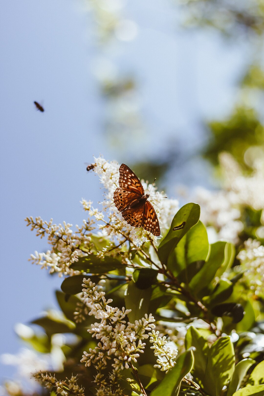Butterfly Flower Print Botanical Print Flower Art Print Etsy