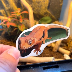 Op de afbeelding: Een sticker met een gedetailleerde illustratie van een gekuifde gekko. De gekko is afgebeeld in tinten oranje en bruin, met grote, expressieve ogen. De sticker heeft een witte rand en is geplaatst tegen een groene achtergrond.
