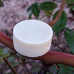 May include: A circular, off-white soap bar sits on a reddish-brown branch, with green leaves in the background. The soap has a smooth, slightly textured surface. The setting appears to be outdoors, with a blurred background.