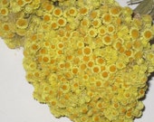 Dried immortelle flower Wedding bouquet rustic alternative bridal arrangement dried wildflower ideas bunch boquet yellow bridesmaid set