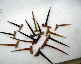 Ramas secas de acacia espinosa de 2,5 a 3,5 pulgadas: decoración pagana, suministros de bricolaje - Juego de 40