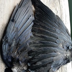 Può includere: Due ali di uccello grigio scuro con dettagliate trame di piume sono esposte su una superficie di legno marrone chiaro. Le piume presentano una sfumatura di grigio e nero, con trame visibili e sottili variazioni di colore.
