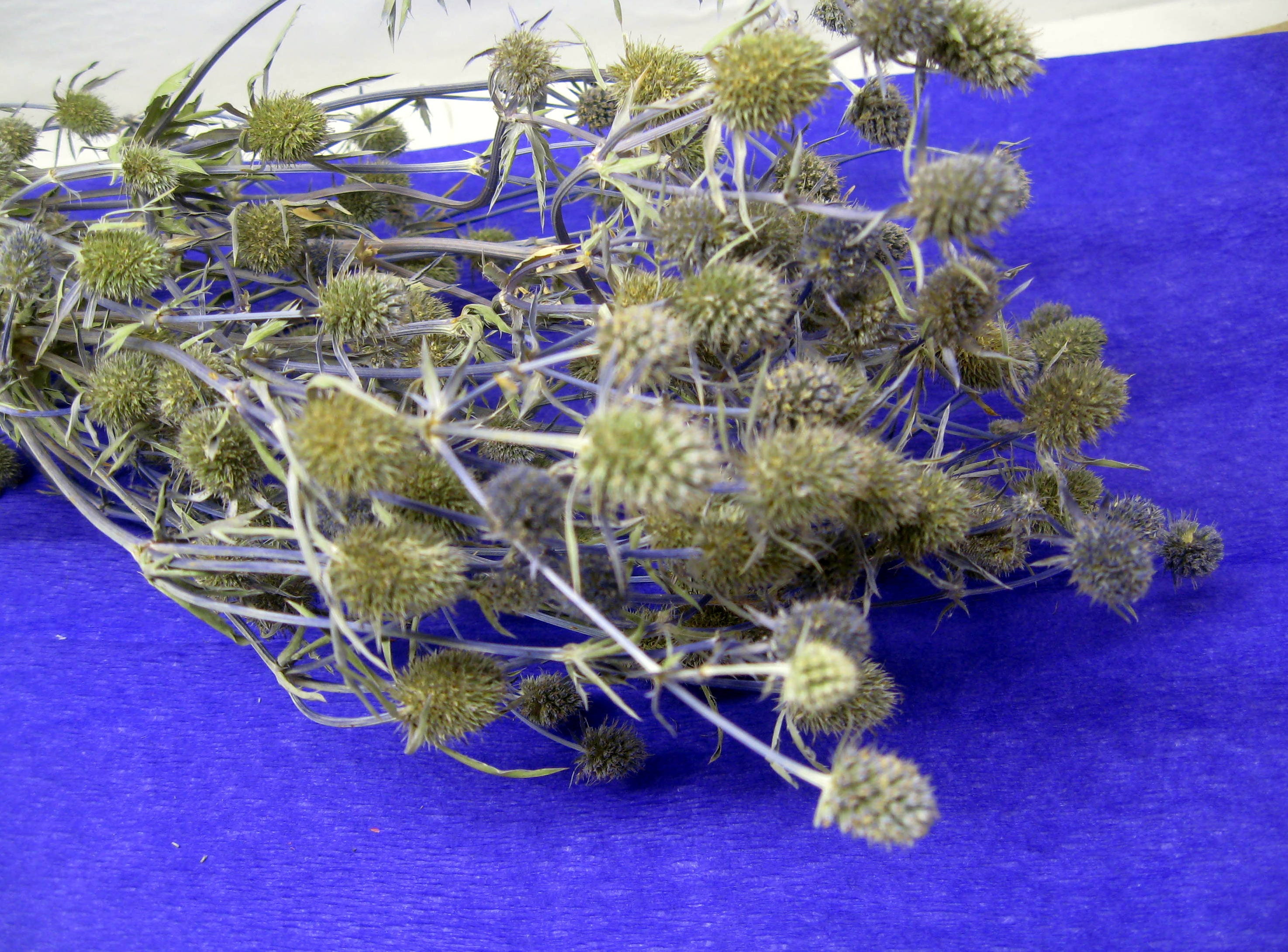 Sea Holly. Eryngium Flower. Blue thistle. Blue eryngium. Dried Etsy