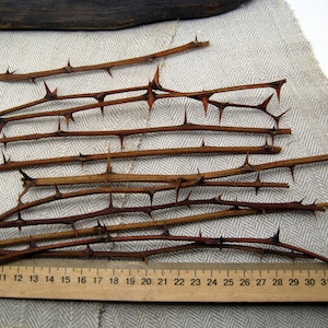 Thorn acacia blackthorn honey twigs thorntree sticks dried branches protection spell locust tree pagan Branches of acacia, prickly branches