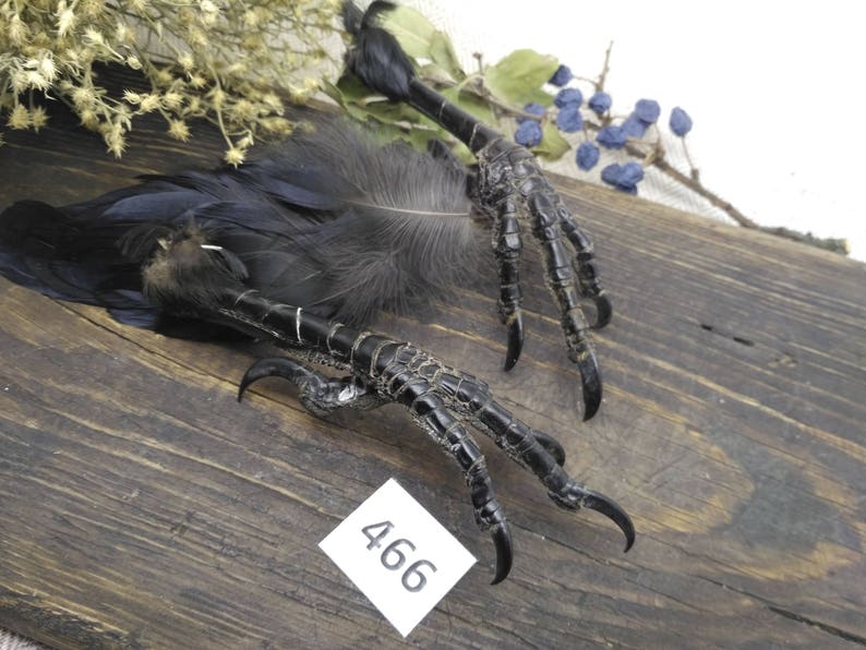 Raven claw ravenclaw foot real taxidermy crow bird feet fetish | Etsy