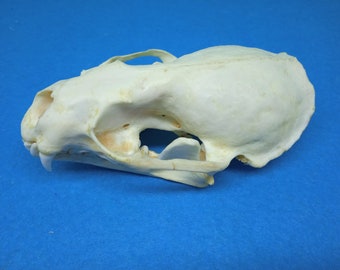 Real skull of a European river otter. Set of 2.