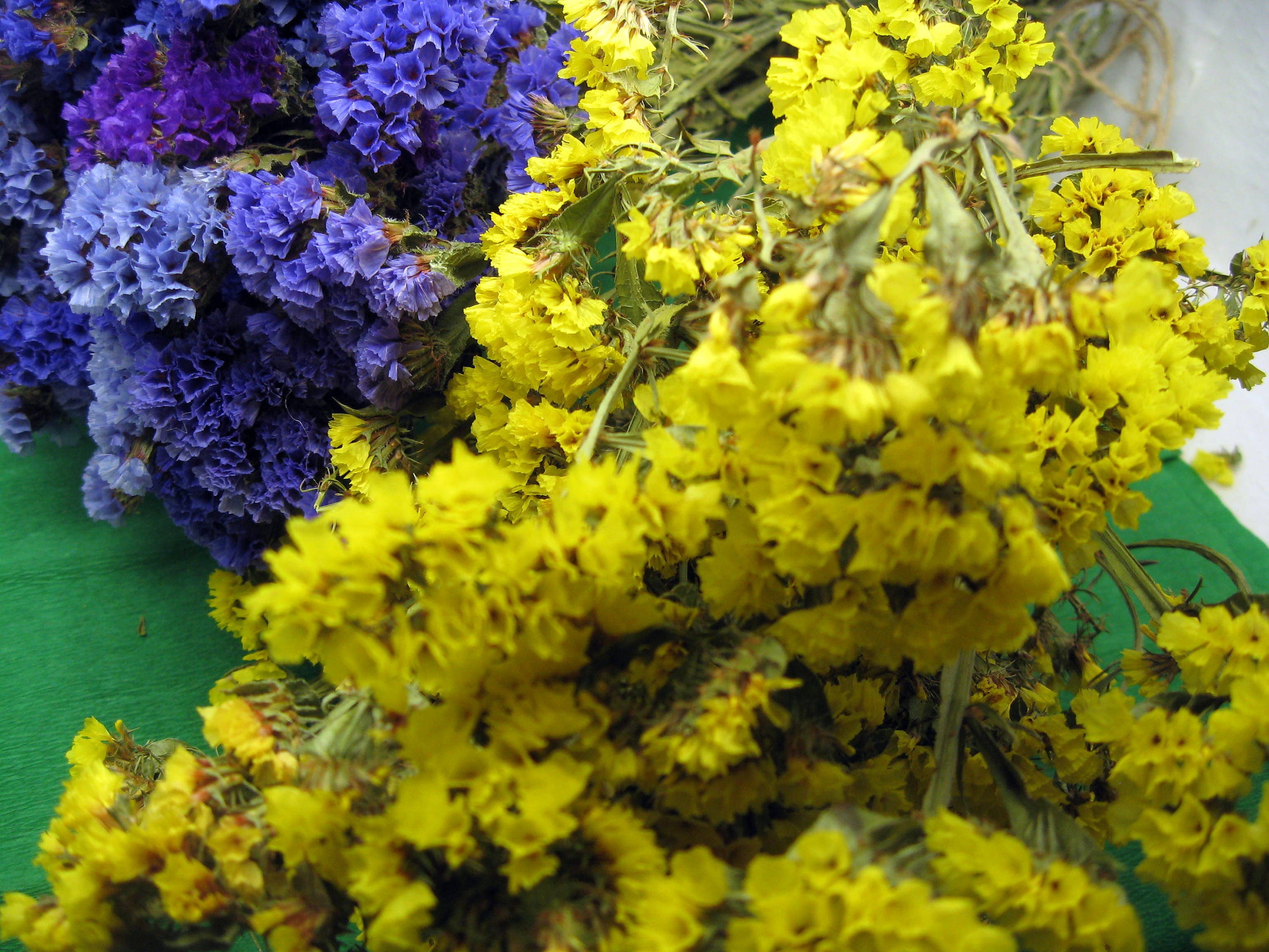 Blue Statice Yellow Statice Purple Statice Mix Etsy