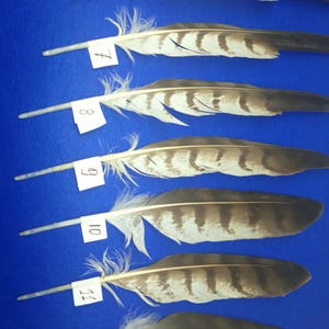 Ethically Sourced  Buzzard Feather: Dreamcatcher Supply
