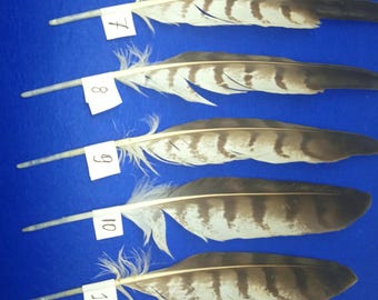 Pluma de buitre de origen ético: Suministro de atrapasueños