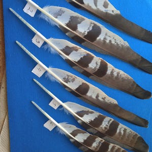 Puede incluir: Seis plumas con una mezcla de patrones blancos, marrones y negros dispuestas diagonalmente sobre una superficie azul. Cada pluma tiene un tallo blanco y una pequeña etiqueta blanca con un número del 1 al 6.