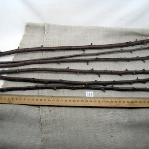 5 blackthorn branches wood 14+inch, blackthorn spikes, branch for craft