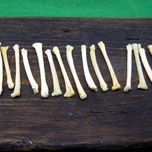 Real  Fox bones Shaman ritual kit remains Natural bones dice art hoodoo occult decor woodoo wiccan supplies