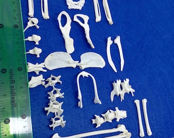 May include: A collection of off-white animal bones arranged on a blue surface, accompanied by a green plastic ruler on the left and a wooden ruler at the bottom, showing measurements in inches and centimeters for scale and size reference.