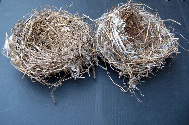 Ornithology Real Birds Nest Natural Décor Crafts Supply Etsy UK