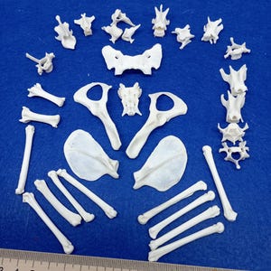 Jewelry Making Bone Set