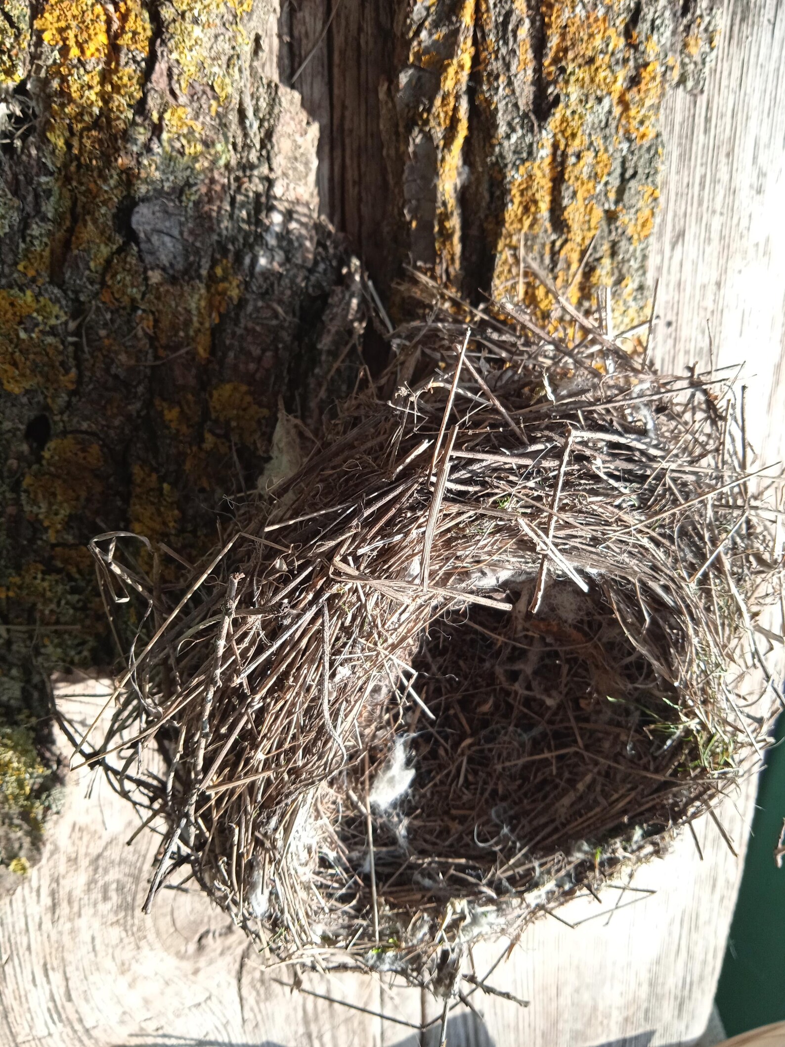 Real Lesser Grey Shrike Nest: Natural Rustic Decor, Terrarium Supply - Etsy