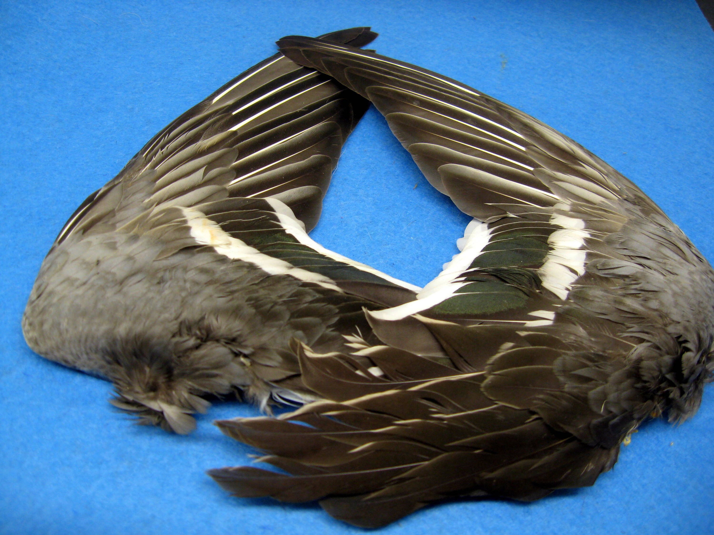 Bird Hunter Wild Wings Edition Full Version Bird Hunter Wild Wings Edition Full Version