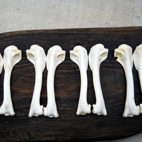 Real Raven bones Shaman ritual kit voodoo wiccan supplies remains real bones dice art hoodoo occult decor _ SET of 8 pcs