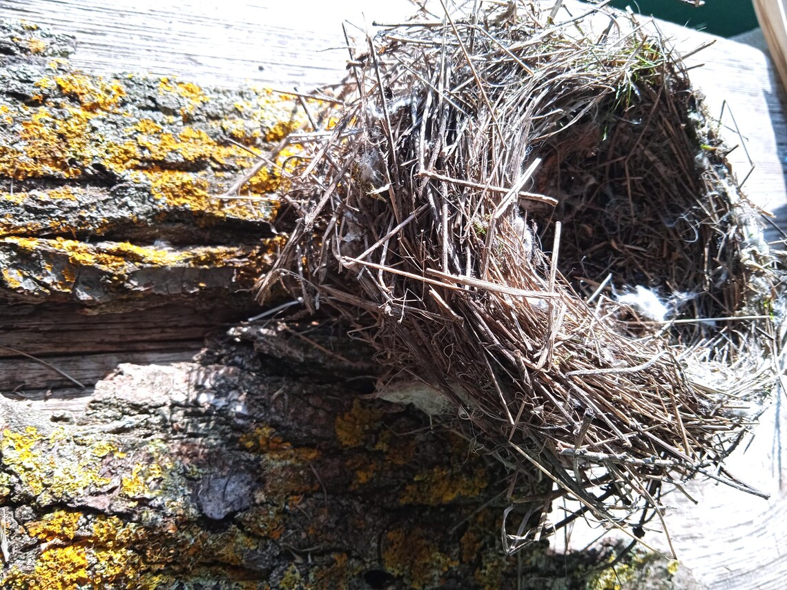Real Lesser Grey Shrike Nest: Natural Rustic Decor, Terrarium Supply - Etsy