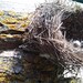 Real Lesser Grey Shrike Nest: Natural Rustic Decor, Terrarium Supply - Etsy