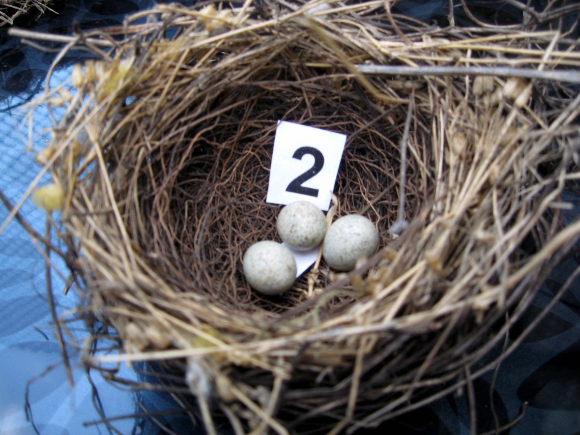 Miniature Ornithology Real birds nest Natural décor craft Etsy