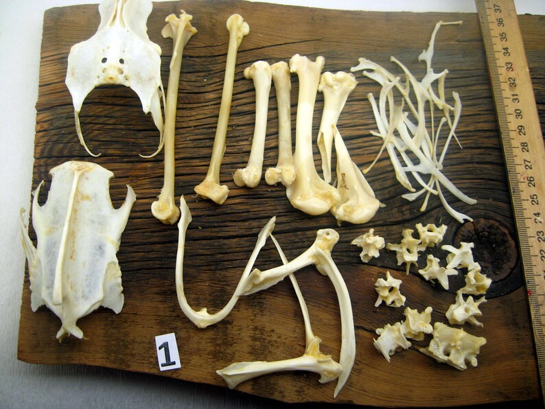 Real raven bones ribsvertebraekeel bonesvishbone divination | Etsy